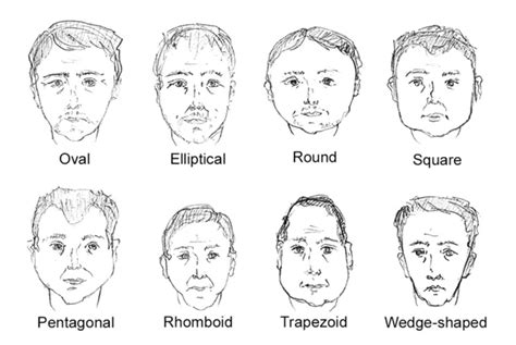 -Examples of face shape diagrams similar to those used by Iscan, (1993 ...