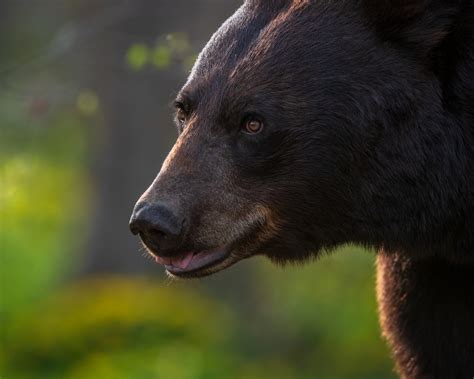 Black Bear Portrait by njarehart - VIEWBUG.com