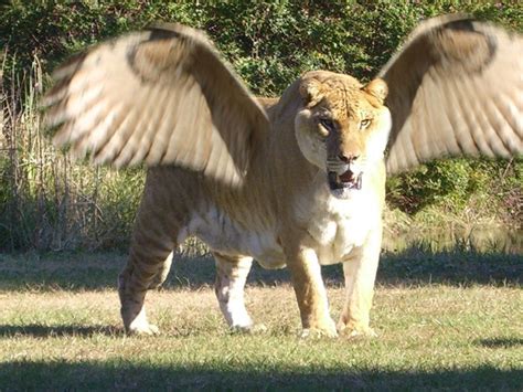 7 best Ligers images on Pinterest