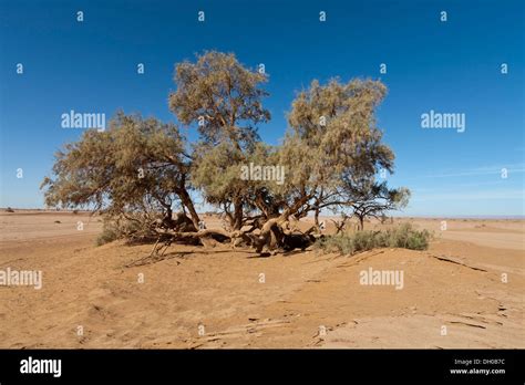 Tamarisk tree in sandy desert, Sahara, southern Morocco, North Africa ...