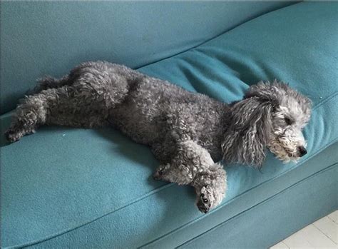 #poodles #poodle #greypoodle #lindaandwinks | Poodle dog, Poodle, Grey ...