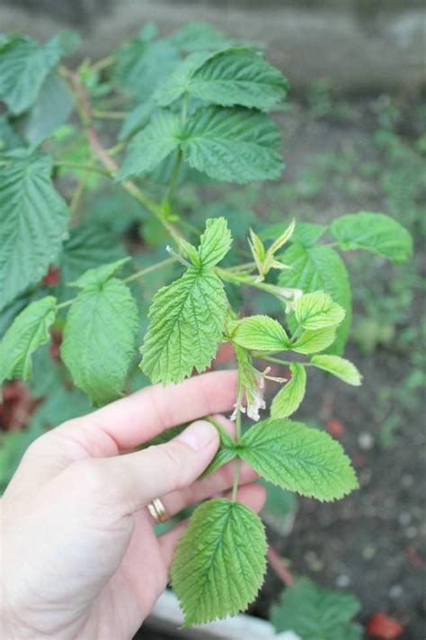 How to care for raspberry bushes – Tip Junkie