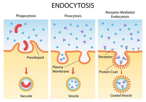 illustration of Healthcare and Medical education drawing chart of Endocytosis cellular process ...