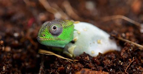 Baby Chameleon: 5 Amazing Facts & 5 Pictures - A-Z Animals