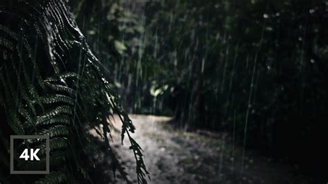 Heavy Rain in Forest for Sleeping | Sleep Immediately with Soothing ...