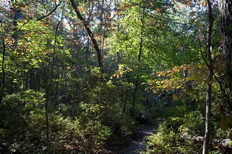 Cheesequake State Park - Green Trail | njHiking.com