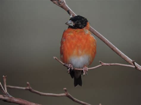 Last year’s Red Siskin chicks are doing well at Smithsonian Conservation Biology Institute – RSI