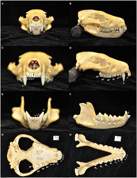 Tiger Teeth Diagram