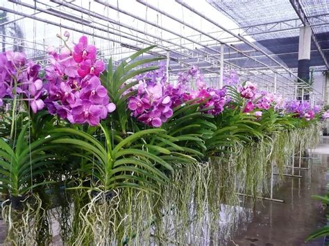 Orquídea Vanda: 60 Imagens de Mudas + Dicas para Plantar e Cultivar