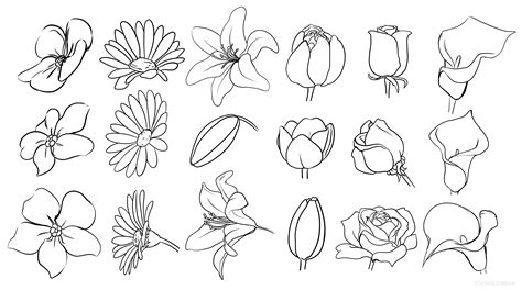 Diferentes Tipos De Flores Para Dibujar