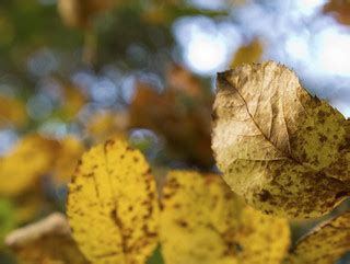 Fall leaves | MelisaTG | Flickr