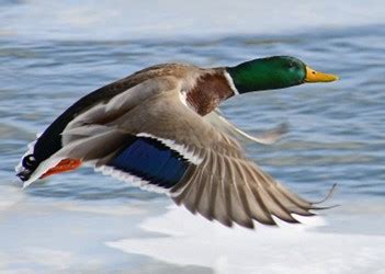 Rural Perspectives: The mallard is the fastest-flying duck ...