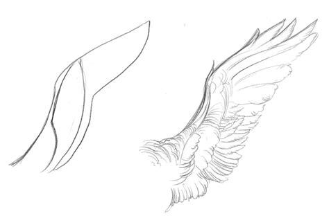 How To Draw Feathered Wings