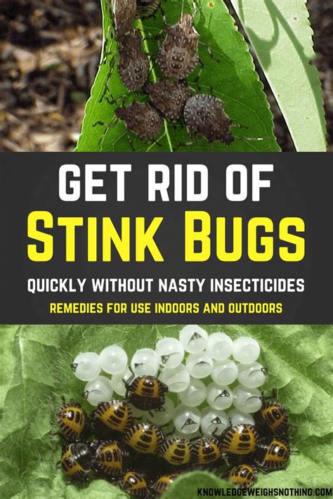 Effective Stink Bug Home Remedies For Home & Yard | Stink bugs, Insect ...