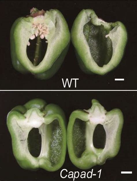 A gene knock-out that leads to seedless parthenocarpic fruits in ...