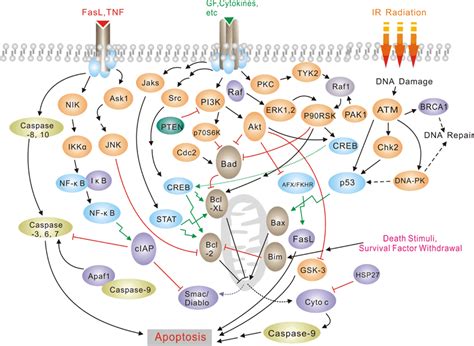 Cancer/Apoptosis Pathway | Pathways | Support | Signalway Antibody | Signalway Antibody