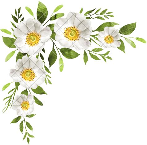 White Flower Background PNG - PNG All | PNG All