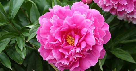 Peonies: How to Grow & Care for this Classic Perennial | Gardener’s Path