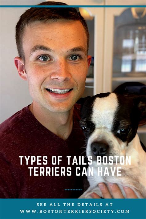 Boston Terrier Tail Guide: Types, Standard & Illustrations - Boston ...