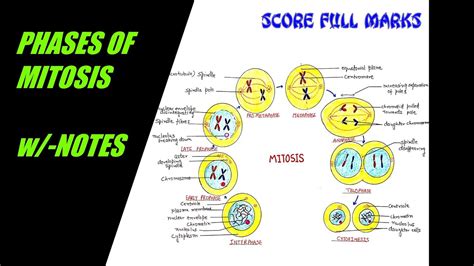 Cell Cycle Mitosis Labeled