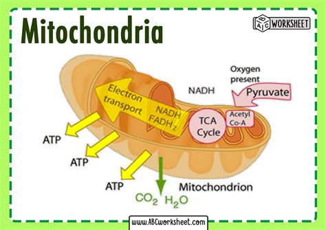 Mitochondria Diagram