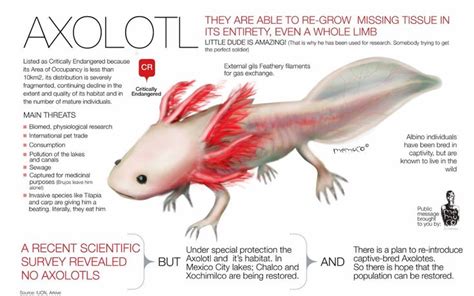 Axolotl Wallpapers - Wallpaper Cave | Axolotl pet, Axolotl cute, Axolotl