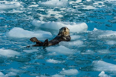 Sea Otter, Alaska - Stock Image - C040/2112 - Science Photo Library