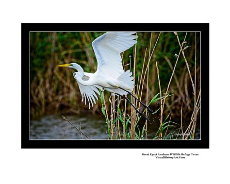 Snow Egret Anahuac Wildlife Refuge Texas