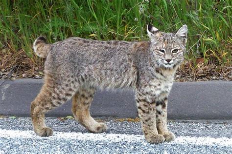 Bobcat Animal Facts: A full-fledged guide