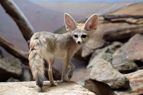 8 Fun Facts About the Fennec Fox