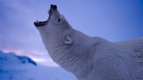 Polar bear roar wallpaper - backiee