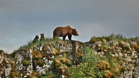 Brown Bear Habitat