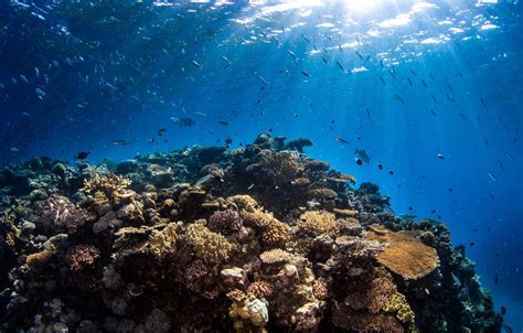 great-barrier-reef-coral - Great Barrier Reef Liveaboards