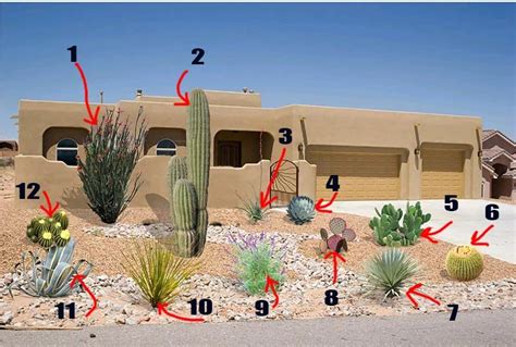 Desert Plants Names and Pictures - Guzman's Greenhouse