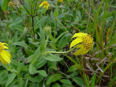 Arnica lanceolata (lance-leaved arnica): Go Botany