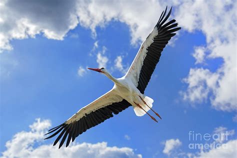 White Stork Flying Photograph by Arterra Picture Library