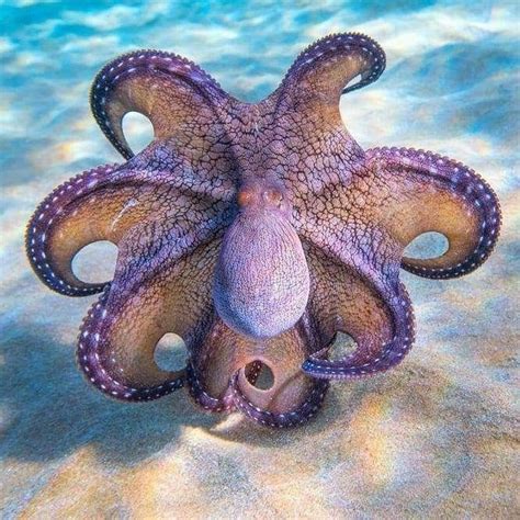 Octopus striking a pose by saltyblackphotography | Beautiful sea ...