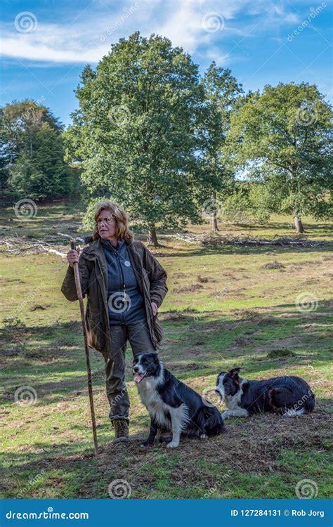 Sheepherder Herding Her Sheep at Veluwe National Park 9-2018 Editorial Photo - Image of ...