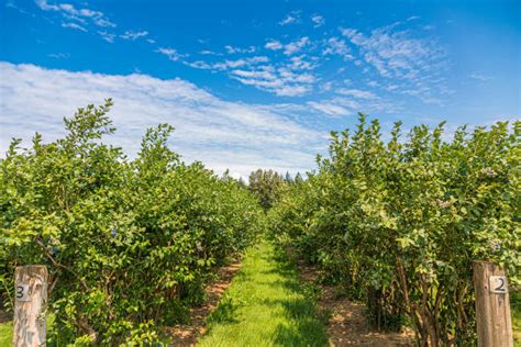 16,900+ Blueberry Farm Stock Photos, Pictures & Royalty-Free Images - iStock