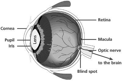 Fluorescein angiography of the eyes | Great Ormond Street Hospital