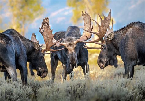 One of my submissions to the Wyoming Wildlife contest, three battling ...