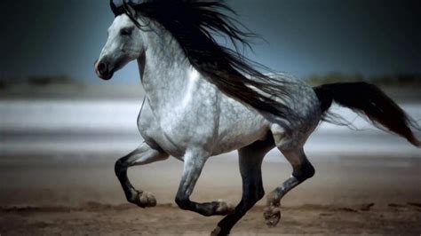 White Horse 4k Wallpaper Data Src Download Free White - Amazing Galloping Horses - 3840x2160 ...