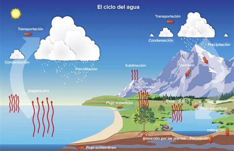 Ciclo Del Nitrogeno Para Nios