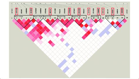 Haplotype block structure of the 160 kb at 2q36. The red boxes indicate... | Download Scientific ...