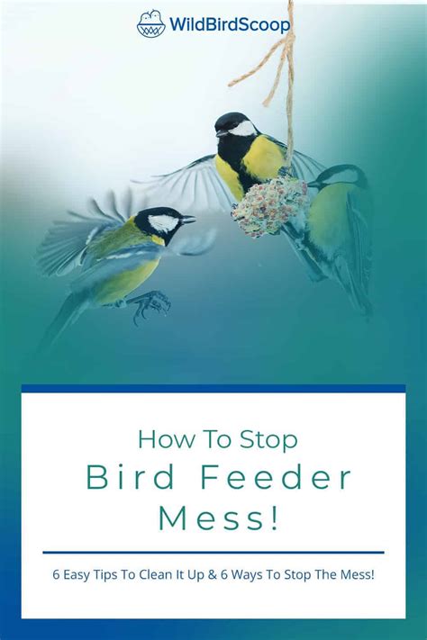 What To Put Under a Bird Feeder: What You Need To Know About Your Feeder