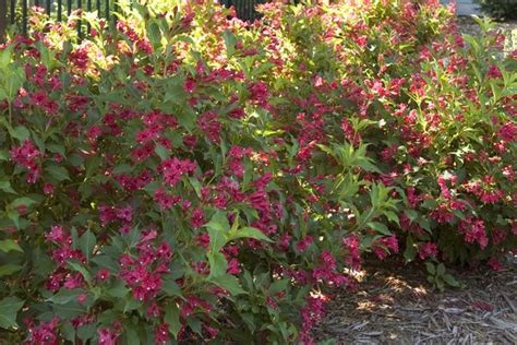 Red Sonic Bloom Weigela - Grasshopper Gardens