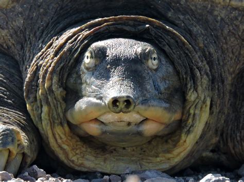 Spiny Softshell Turtle.This large turtle's white eyes stare directly ...