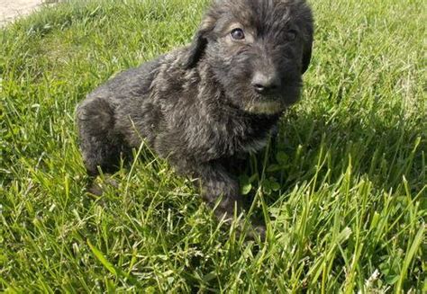 Irish Wolfhound Puppy for Sale - Adoption, Rescue for Sale in Montrose ...