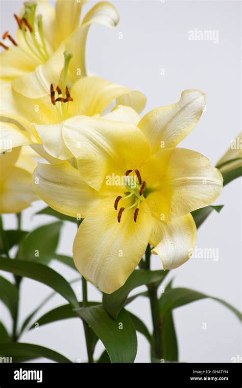 Yellow lilies on white background Stock Photo - Alamy