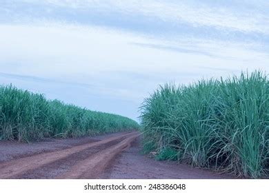 Sugar Cane Plantation Stock Photo 248386048 | Shutterstock